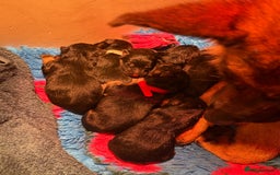 German Shepherd dogs for sale: Family reared GSD pups.  - Image 1