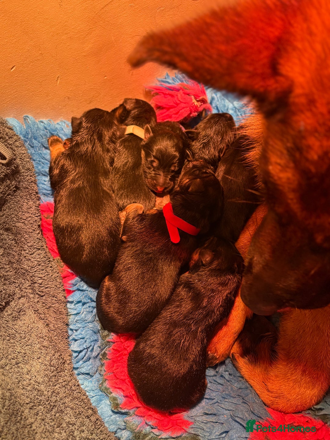 German Shepherd dogs for sale: Family reared GSD pups.  - Image 1