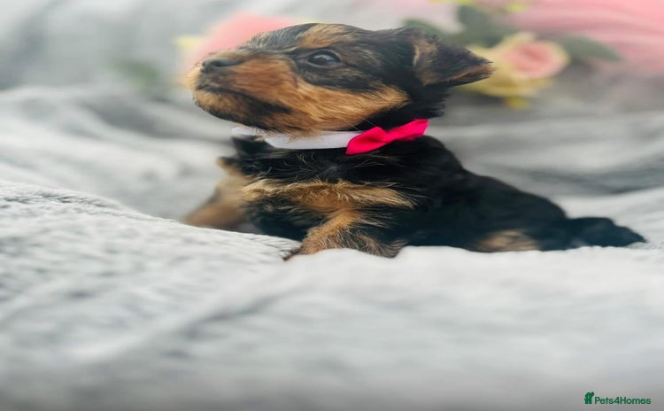 Yorkshire Terrier dogs - Advert 11