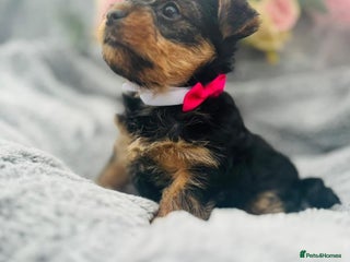 Yorkshire Terrier dogs - Advert 10