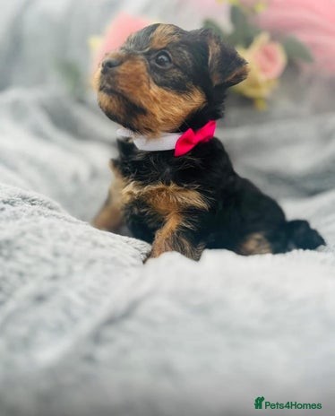 Yorkshire Terrier dogs - Advert 11