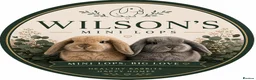 Mini Lop rabbits for sale: Mini lop boy - Advert 2