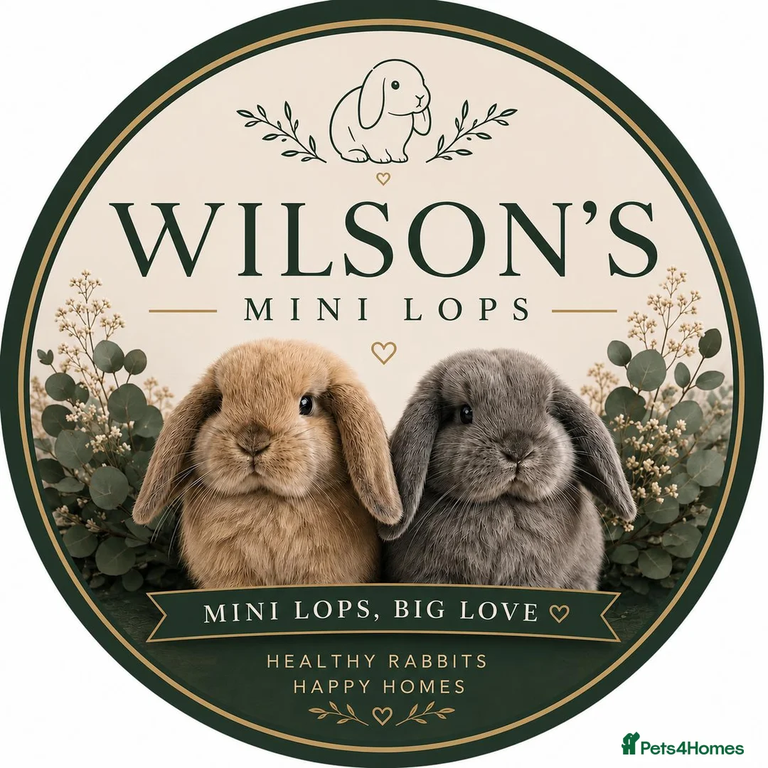 Mini Lop rabbits for sale: Mini lop boy - Advert 2
