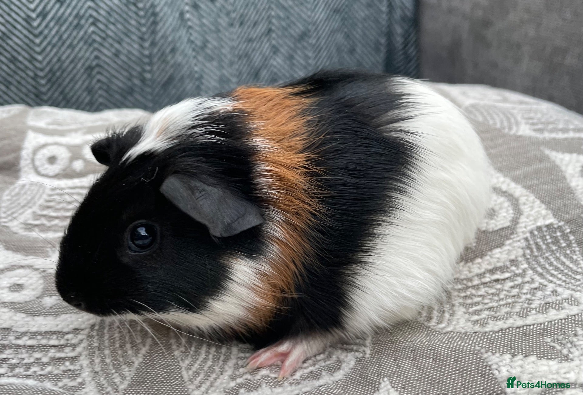 Guinea Pig rodents Teddy x Swiss Boy Guinea Boy - Advert 1