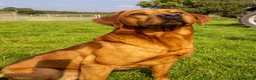 Labrador Retriever dogs for sale:  Labrador Retriever Puppies  KC Registered Parents - Advert 5