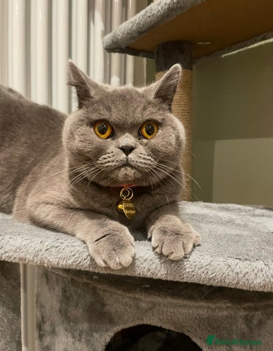 Gallery Image {{count}}