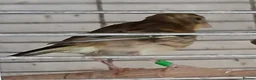 Canaries birds for sale: Canaries Canaries  - Advert 6