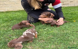 Dachshund dogs for sale: Stunning dachshund puppies for sale !  - Image 5