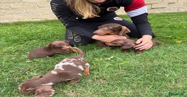 Dachshund dogs - Advert 13