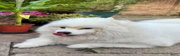 Samoyed dogs for sale: Loving Home Wanted for a 9-Year-Old Female Samoyed in Cambridge - Advert 3