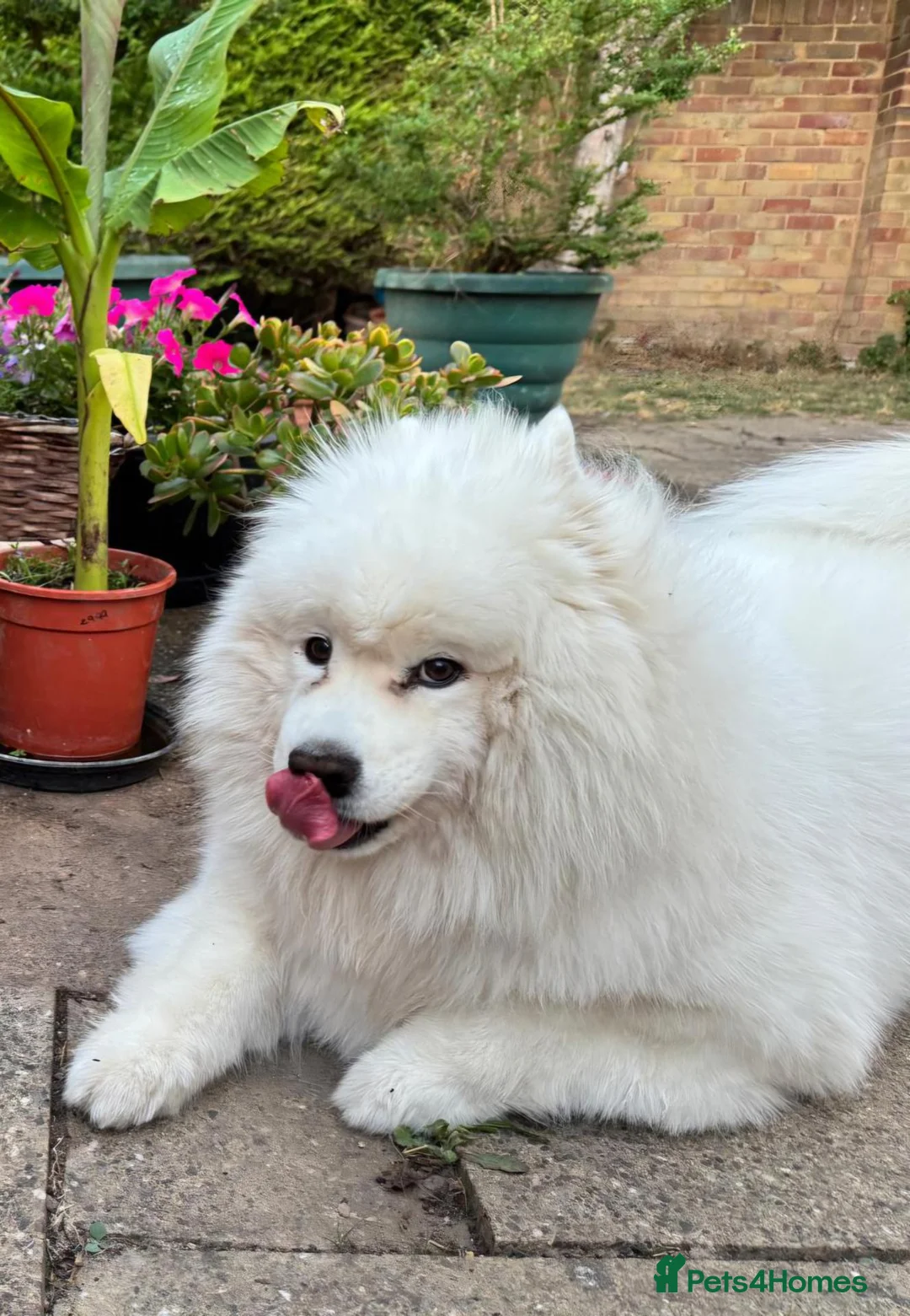Samoyed dogs for sale: Loving Home Wanted for a 9-Year-Old Female Samoyed in Cambridge - Advert 3