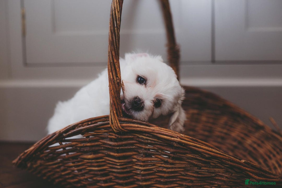 Maltipoo dogs for sale: Five Generation KC tested lineage Maltipoos - Advert 3