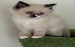 Ragdoll cats for sale: 4 Beautiful Female Ragdoll kittens for sale  - Image 11