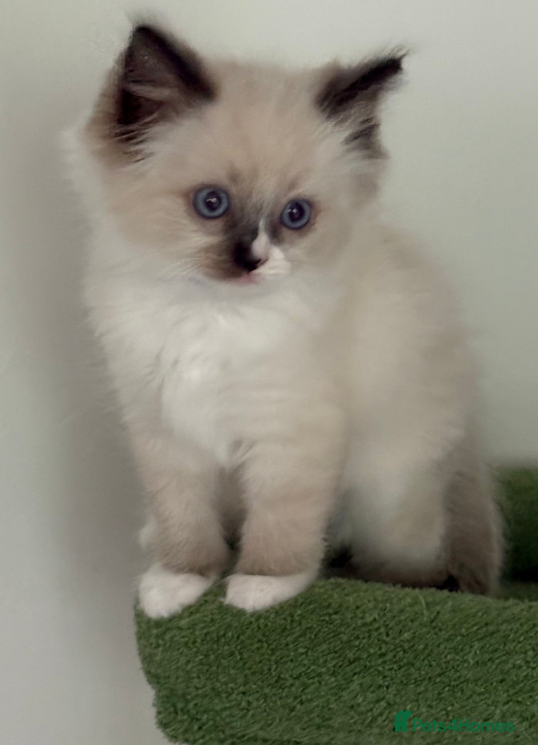Ragdoll cats for sale: 4 Beautiful Female Ragdoll kittens for sale  - Image 11