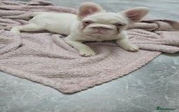 French Bulldog dogs for sale: Full fluffy pink girl with wonderful dna - Image 2