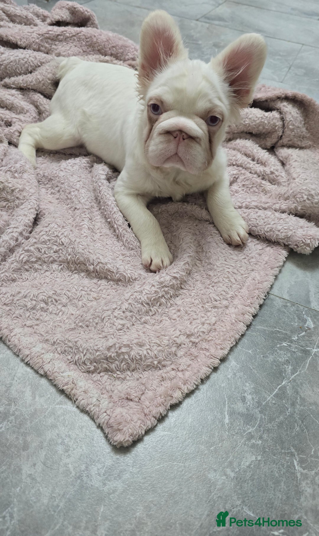 French Bulldog dogs for sale: Full fluffy pink girl with wonderful dna - Image 2