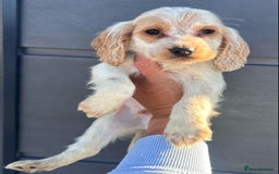 Cockapoo dogs for sale: Stunning cockapoo puppies - Image 5