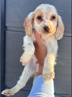 Cockapoo dogs Stunning cockapoo puppies - Advert 3