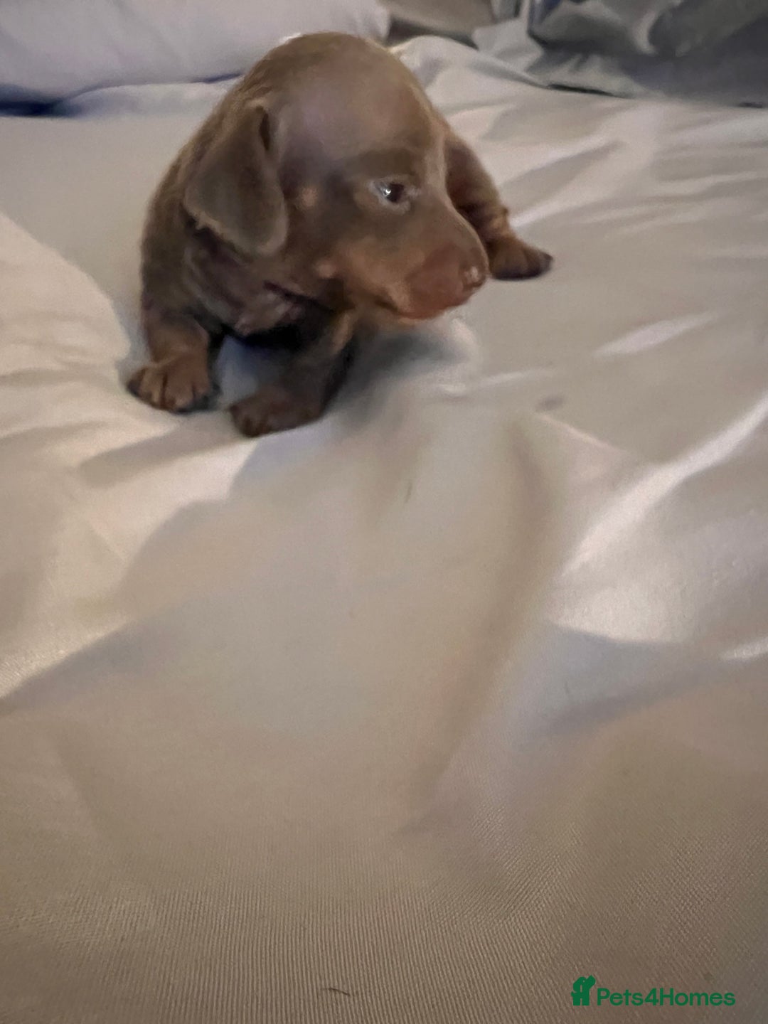 Dachshund dogs for sale: Isabella  - Advert 6