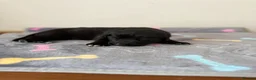 German Shepherd dogs for sale:  German Shepherd puppies - Advert 21