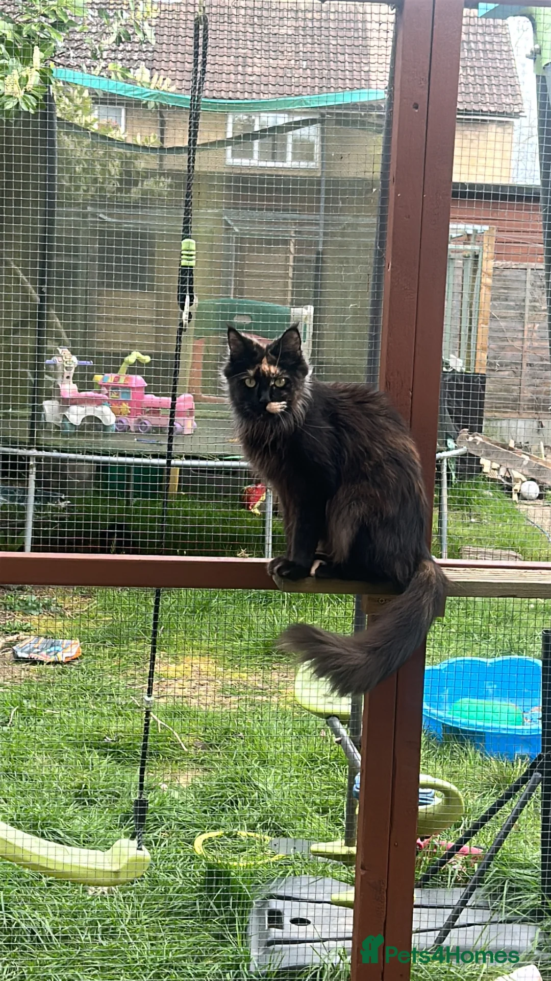 Maine Coon cats for sale: 2 fluffy cuddle buddies 😻😻 in Welwyn Garden City - Advert 2