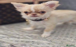 Chihuahua dogs for sale: ‼️Last 1 Boy‼️Kc reg long coat Quality chihuahua - Image 3