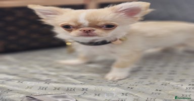 Chihuahua dogs - Advert 3