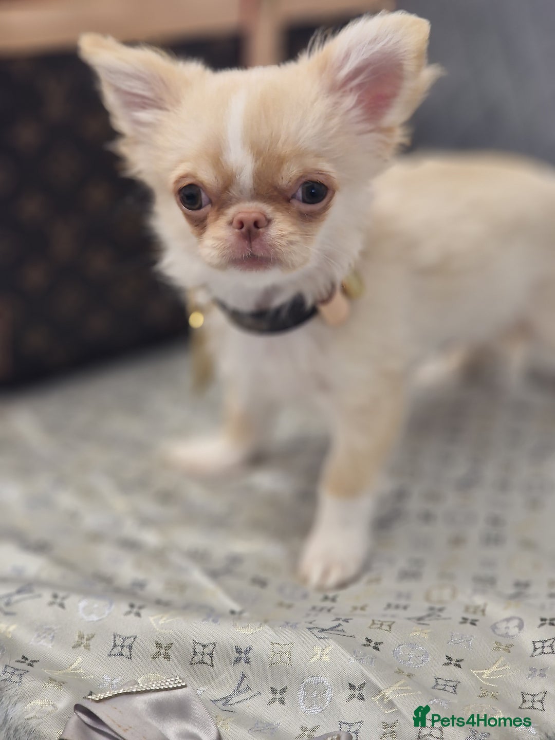 Chihuahua dogs for sale: ‼️Last 1 Boy‼️Kc reg long coat Quality chihuahua - Image 3