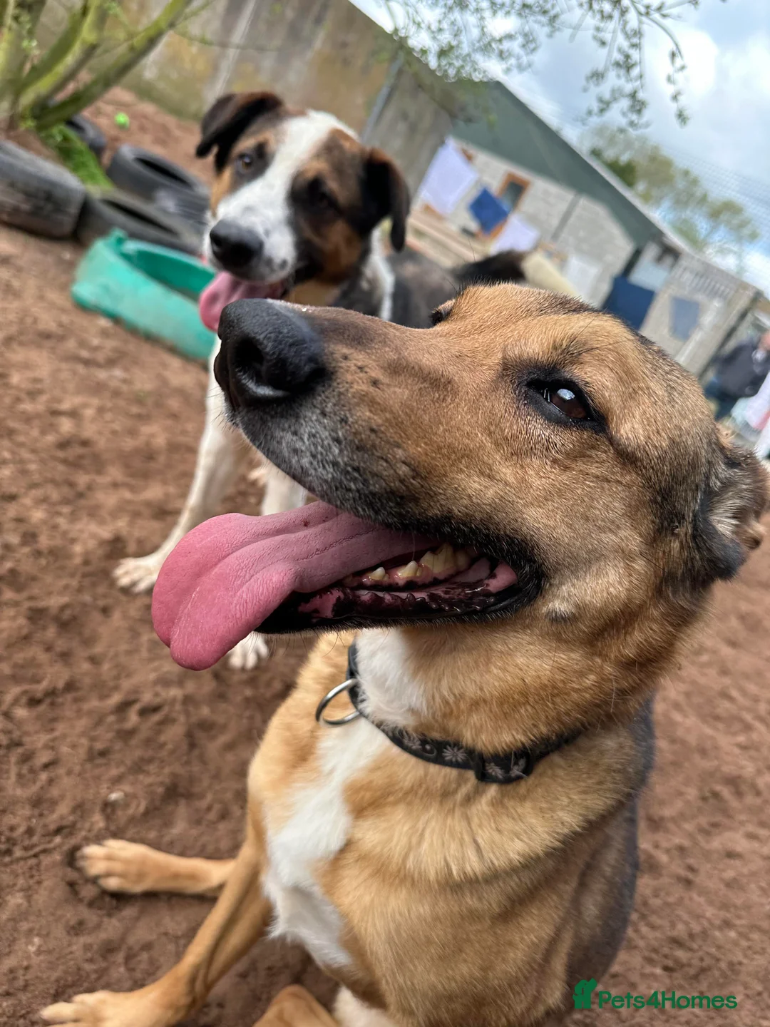 Mixed Breed dogs for adoption: Meet Faye, currently residing in Cheshire  in Nantwich - Advert 12