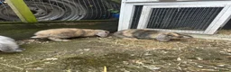 Mini Lop rabbits for sale: 4 mini lop babies  - Advert 3