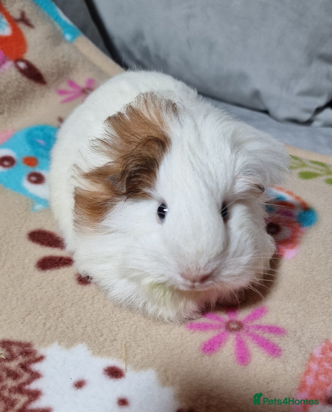 Guinea Pig rodents for sale: Two Stunning Sheltie Sows - Image 20