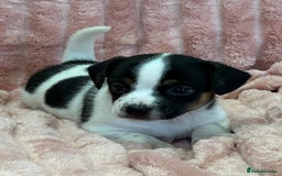 Jack Russell dogs for sale: Quality litter of beautiful Jack Russell puppies  - Image 30