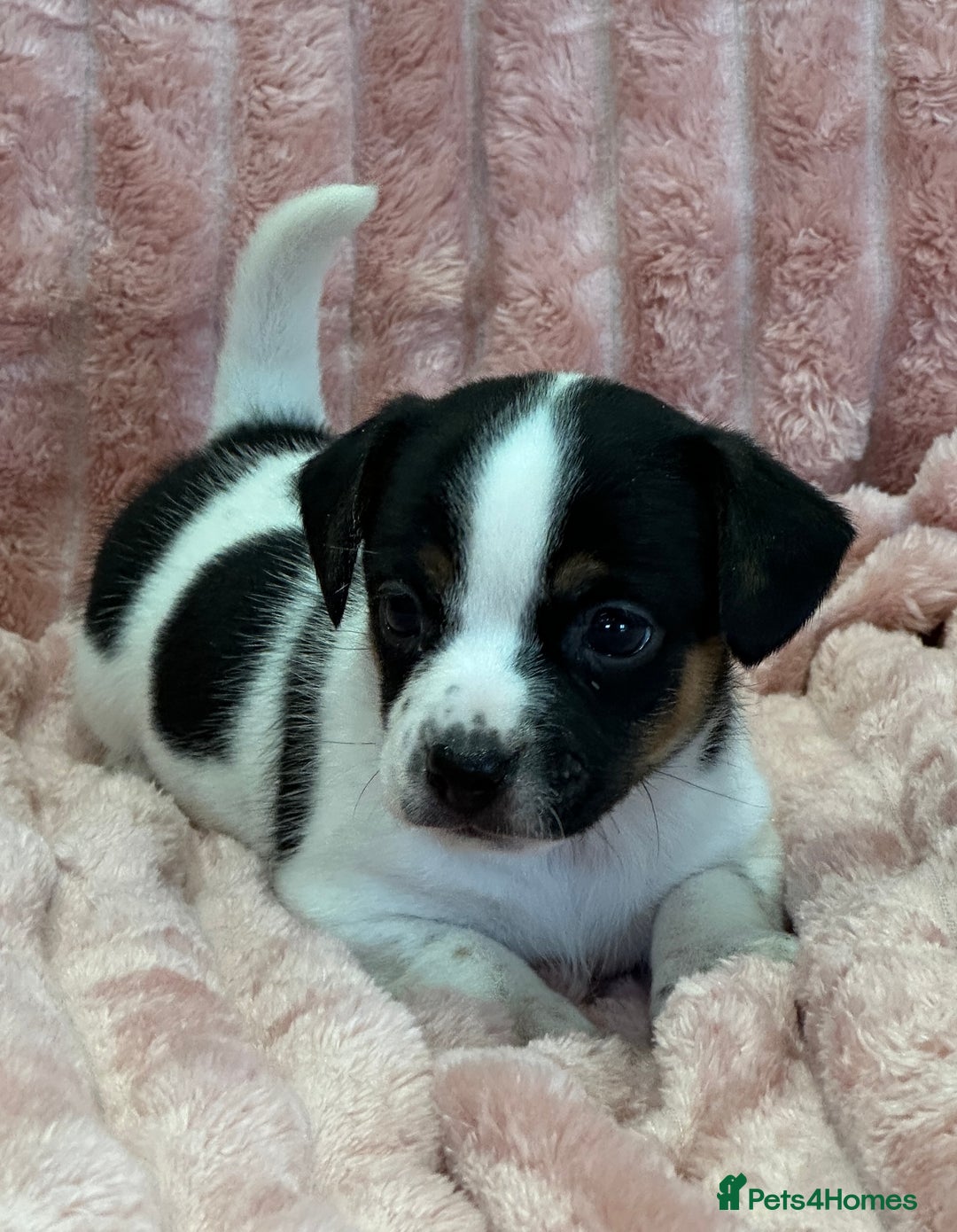 Jack Russell dogs for sale: Quality litter of beautiful Jack Russell puppies  - Image 30