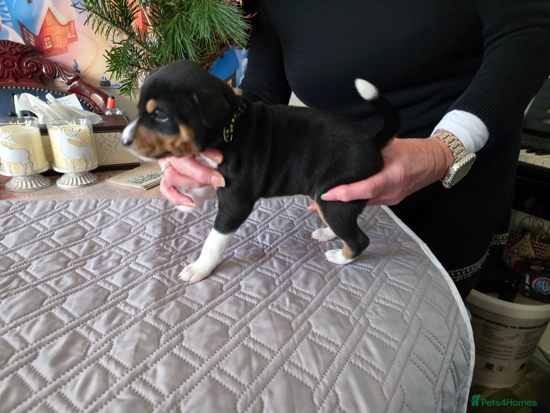 Basenji dogs for sale: Adorable Basenji Puppies Awaiting Their Heroes. - Advert 5