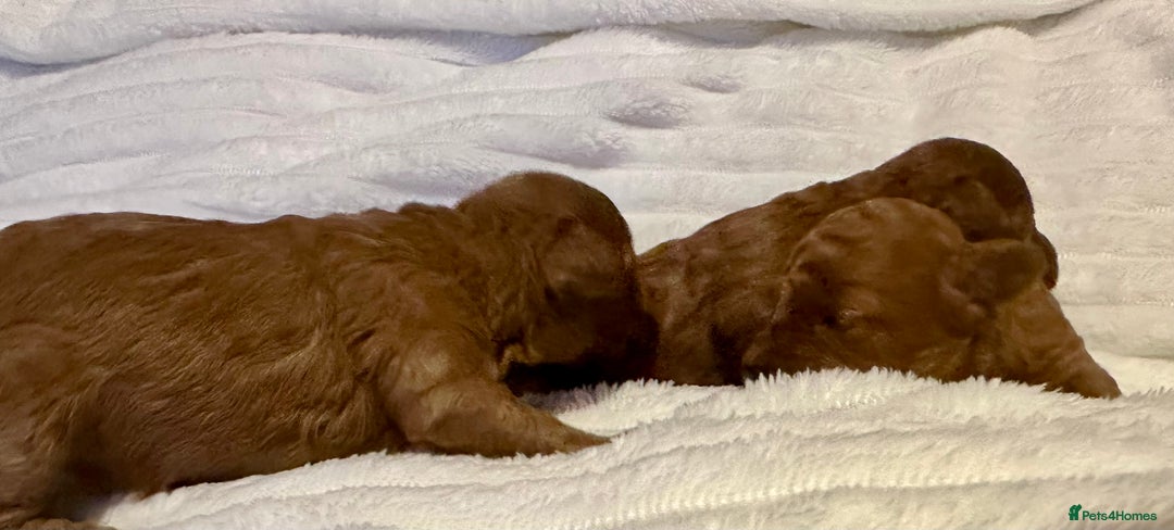Toy Poodle dogs for sale: 2 TINY BOYS LEFT kc registered deep red toy poodle - Advert 17