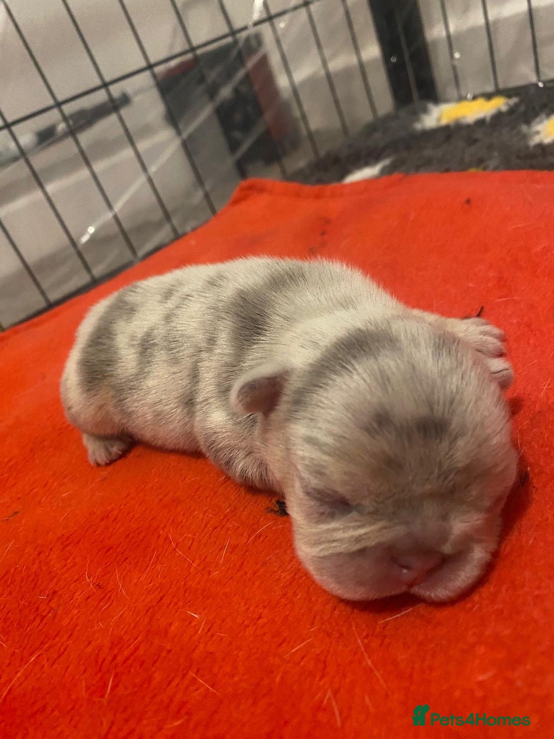 French Bulldog dogs for sale: Fluffy Carrier Girl - Advert 15