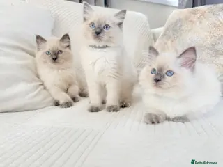 Ragdoll cats Blue Point Ragdoll Kittens 3 boys left - Advert 2