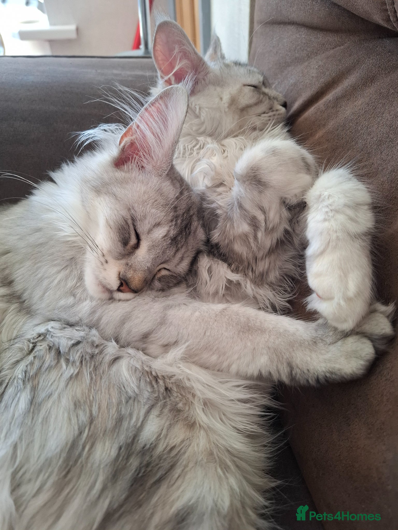 Maine Coon cats Tica Registered Maine Coon Kittens - Advert 6