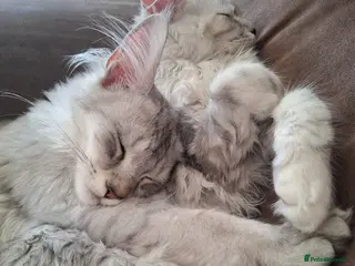 Maine Coon cats Tica Registered Maine Coon Kittens - Advert 13