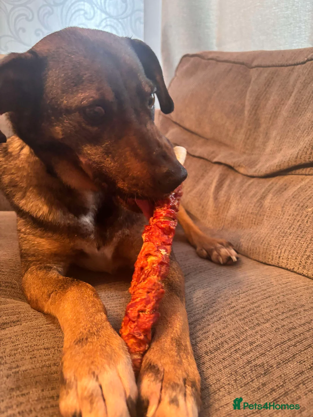 Mixed Breed dogs for adoption: Gentle, affectionate Harry needs a forever home - Advert 2