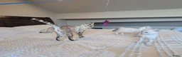 Bengal cats for sale: 🤍🩶 GORGEOUS BENGAL KITTENS 🩶🤍 - Advert 29