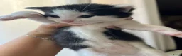 Mixed Breed cats for sale: Bengal/ mancoon mixed kittens in St. Neots - Advert 5