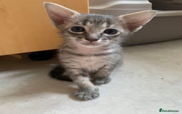 Siamese cats for sale: 3 half Siamese kittens  - Image 1