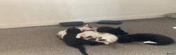 Mixed Breed cats for sale: Playful, cute, adventurous with manners lol - Advert 4