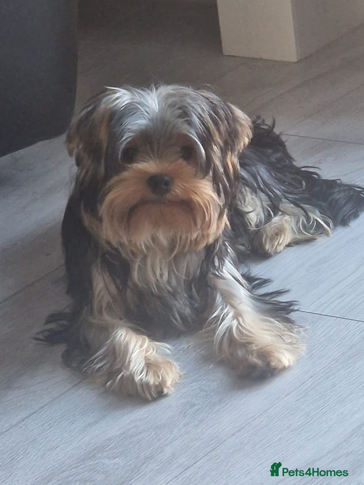 Yorkshire Terrier dogs Marco pablo - Advert 1