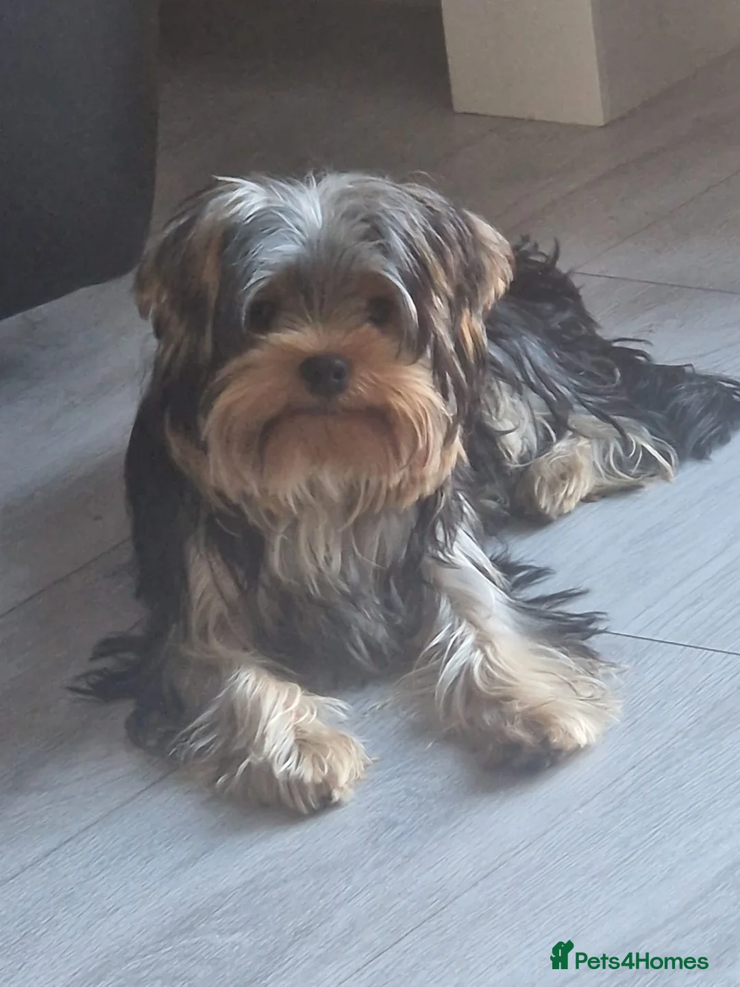Yorkshire Terrier dogs for stud: Marco pablo in Liverpool - Advert 1