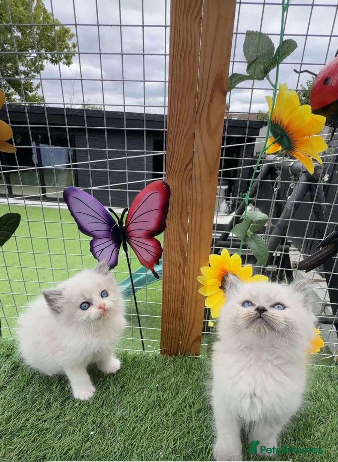 Ragdoll cats Full breed Ragdoll kittens  - Advert 12