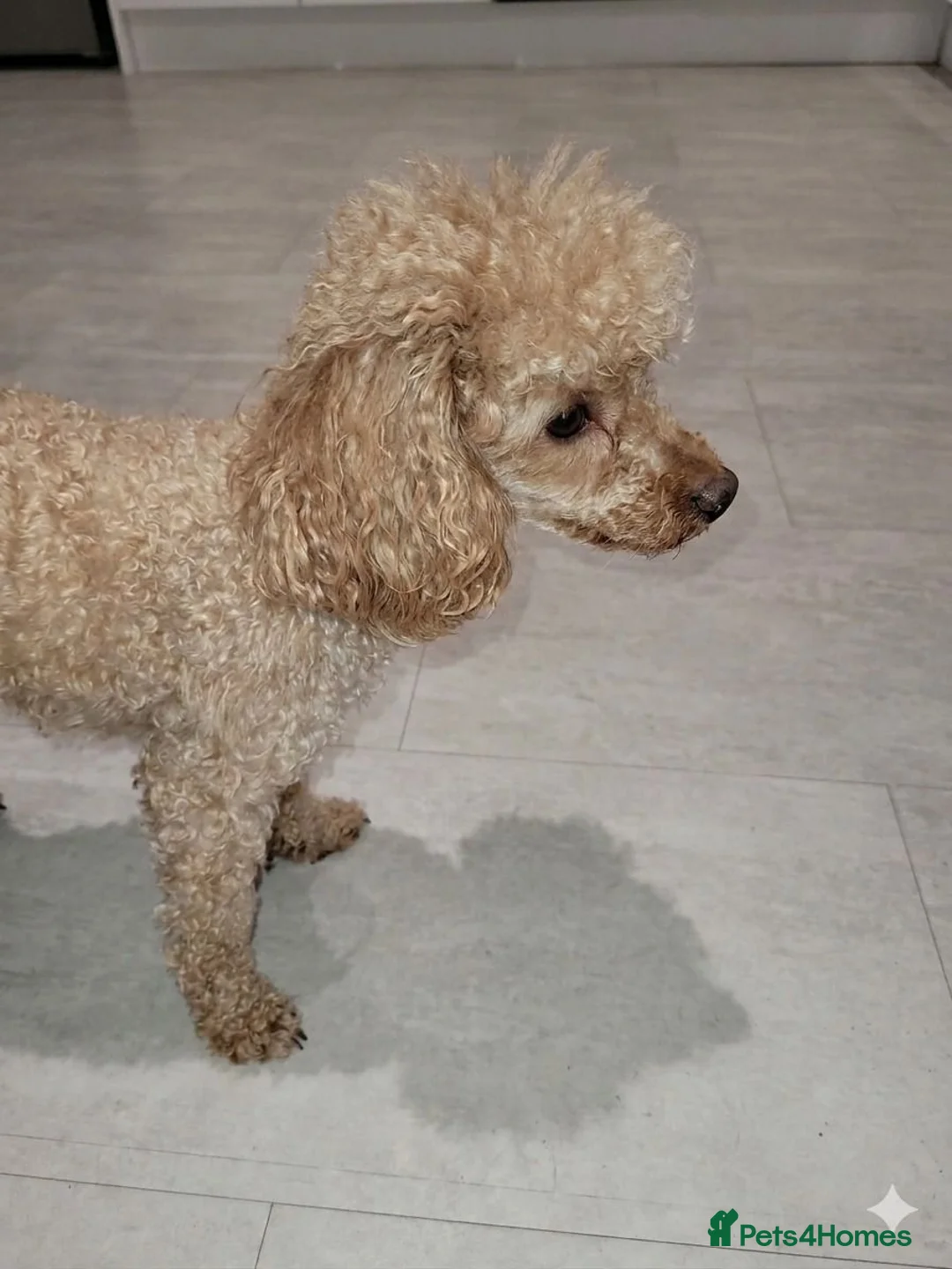 Cavapoo dogs for sale: Cavapoo F1 vet checked home raised pups in Goole - Advert 4