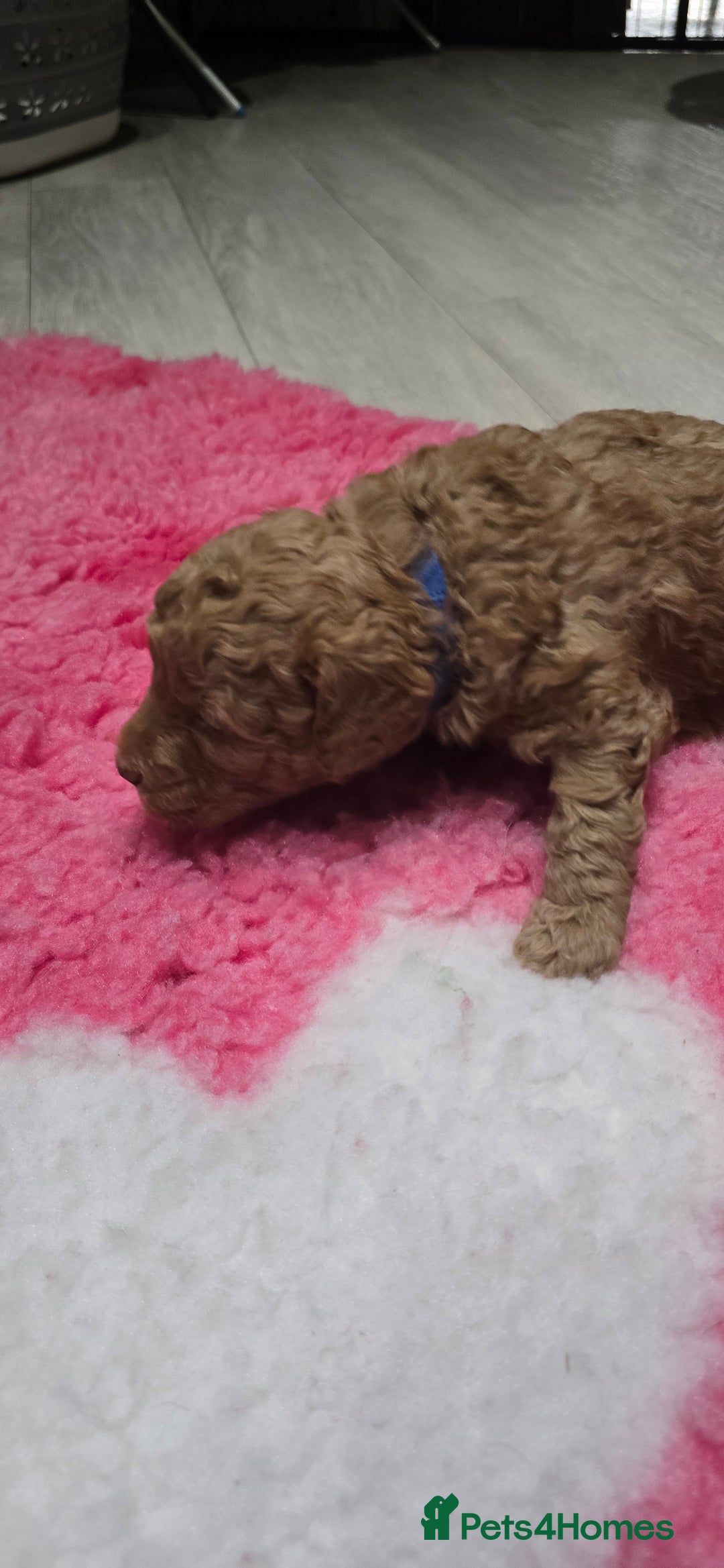 Cockapoo dogs for sale: STUNNING LITTER OF COCKAPOO F1B - Advert 16