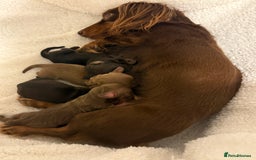 Miniature Dachshund dogs for sale: Long haired miniature dachshund litter  - Image 6